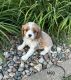 Cavalier King Charles Spaniel Puppies for sale in Mt Pleasant, IA 52641, USA. price: $1,150