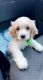 Cavalier King Charles Spaniel Puppies for sale in Elizabeth, NJ, USA. price: NA