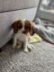 Cavalier King Charles Spaniel Puppies for sale in Waynesboro, VA 22980, USA. price: NA