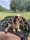 Cavalier King Charles Spaniel Puppies for sale in Anderson, SC, USA. price: NA