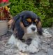 Cavalier King Charles Spaniel Puppies for sale in Elizabethton, TN 37643, USA. price: $2,000