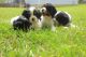 Cavalier King Charles Spaniel Puppies for sale in Fredericksburg, VA 22401, USA. price: $1,900