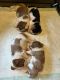 Cavalier King Charles Spaniel Puppies for sale in Stilwell, OK 74960, USA. price: $2,000