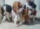 Cavalier King Charles Spaniel Puppies for sale in Tulsa, OK, USA. price: NA