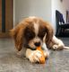 Cavalier King Charles Spaniel Puppies for sale in East Los Angeles, CA, USA. price: $950