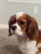 Cavalier King Charles Spaniel Puppies for sale in Edmond, OK, USA. price: $500