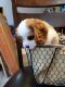 Cavalier King Charles Spaniel Puppies for sale in Coshocton, OH 43812, USA. price: NA