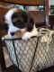 Cavalier King Charles Spaniel Puppies for sale in Coshocton, OH 43812, USA. price: NA