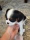 Cavalier King Charles Spaniel Puppies for sale in Coshocton, OH 43812, USA. price: $2,000