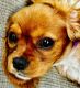 Cavalier King Charles Spaniel Puppies for sale in Minneapolis, MN, USA. price: $1,400