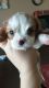 Cavalier King Charles Spaniel Puppies for sale in Rock Springs, WY 82901, USA. price: NA