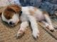 Cavalier King Charles Spaniel Puppies for sale in Cincinnati, OH, USA. price: $2,000