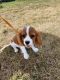 Cavalier King Charles Spaniel Puppies for sale in Springfield, MO, USA. price: $600