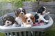 Cavalier King Charles Spaniel Puppies for sale in New York, NY, USA. price: $600