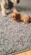 Cavalier King Charles Spaniel Puppies for sale in Wentworth, MO 64873, USA. price: $1,400