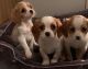 Cavalier King Charles Spaniel Puppies for sale in New Orleans, LA, USA. price: $600