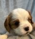 Cavalier King Charles Spaniel Puppies for sale in Clinton, AR 72031, USA. price: $1,800