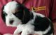 Cavalier King Charles Spaniel Puppies for sale in Eatonton, GA 31024, USA. price: $700