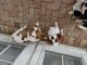 Cavalier King Charles Spaniel Puppies for sale in Plantation, FL, USA. price: $800