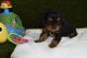 Cavalier King Charles Spaniel Puppies for sale in Dundee, OH 44624, USA. price: $1,200