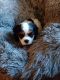 Cavalier King Charles Spaniel Puppies for sale in Presto, PA 15142, USA. price: $950
