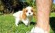 Cavalier King Charles Spaniel Puppies for sale in 6607 Cove Creek Dr, Billings, MT 59106, USA. price: $800