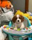 Cavalier King Charles Spaniel Puppies for sale in Virginia Beach, VA, USA. price: $90,000