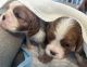 Cavalier King Charles Spaniel Puppies for sale in Anoka, MN, USA. price: $2,500