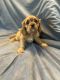 Cavalier King Charles Spaniel Puppies for sale in 10420 Craig Rd, Festus, MO 63028, USA. price: $1,500