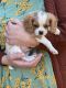 Cavalier King Charles Spaniel Puppies for sale in Eureka, MT, USA. price: $1,300