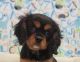 Cavalier King Charles Spaniel Puppies for sale in Edwardsville, PA 18704, USA. price: $1,250