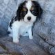 Cavalier King Charles Spaniel Puppies for sale in Northern Virginia, VA, USA. price: $850