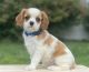 Cavalier King Charles Spaniel Puppies for sale in Columbiana, OH 44408, USA. price: $750