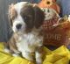 Cavalier King Charles Spaniel Puppies for sale in Anoka, MN, USA. price: $2,000