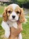 Cavalier King Charles Spaniel Puppies for sale in Bridgewater, VA, USA. price: $1,000