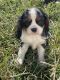 Cavalier King Charles Spaniel Puppies for sale in Mulberry, KS 66756, USA. price: $600