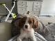 Cavalier King Charles Spaniel Puppies for sale in Blaine, MN, USA. price: $1,900