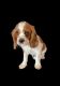 Cavalier King Charles Spaniel Puppies for sale in Tucson, AZ, USA. price: $800