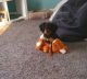 Cavalier King Charles Spaniel Puppies for sale in Wentworth, MO 64873, USA. price: $1,300