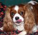 Cavalier King Charles Spaniel Puppies for sale in Loum, Cameroon. price: 570 XAF
