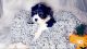 Cavalier King Charles Spaniel Puppies for sale in Hugoton, KS 67951, USA. price: $800