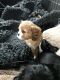 Cavalier King Charles Spaniel Puppies for sale in Newark, UK. price: NA
