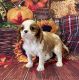 Cavalier King Charles Spaniel Puppies for sale in Mulberry, KS 66756, USA. price: $800