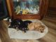 Cavalier King Charles Spaniel Puppies for sale in Conroe, TX, USA. price: $3,500