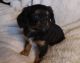 Cavalier King Charles Spaniel Puppies for sale in Port Allegany, PA 16743, USA. price: $1,000