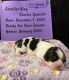 Cavalier King Charles Spaniel Puppies for sale in Zanesville, OH 43701, USA. price: $3,000