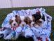 Cavalier King Charles Spaniel Puppies for sale in Goldsboro, MD 21636, USA. price: $3,500