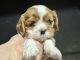 Cavalier King Charles Spaniel Puppies for sale in Goldsboro, MD 21636, USA. price: $2,400