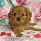 Cavalier King Charles Spaniel Puppies for sale in Fremont, CA, USA. price: $3,000