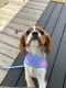 Cavalier King Charles Spaniel Puppies for sale in Sunset Ave, Panama City Beach, FL 32413, USA. price: NA